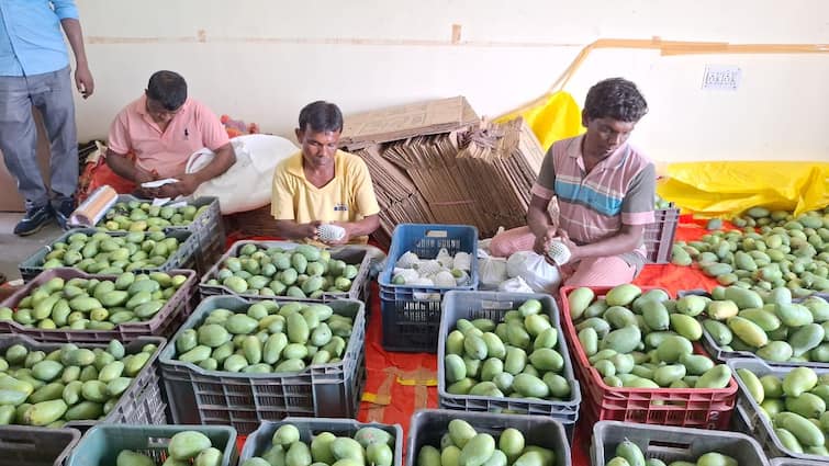 Mangoes from Bankura go to delhi mango fair aam mela fruit cultivation mango farming in West Bengal Bankura News: দিল্লি গেল বাঁকুড়ার আম্রপালি-মল্লিকা! ঝুলিতে রয়েছে মিয়াজাকিও