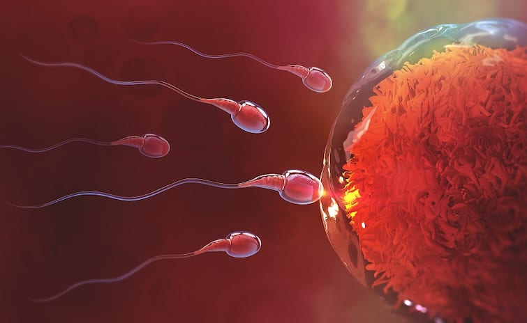 Ways to Boost Male Fertility and Increase Sperm Count Intimate Health: ਮਰਦਾਨਾ ਤਾਕਤ ਵਧਾਉਣ ਲਈ ਤੁਹਾਨੂੰ ਕਰਨੇ ਪੈਣਗੇ ਇਹ 7 ਕੰਮ, ਅੱਜ ਹੀ ਛੱਡ ਦਿਓ ਇਹ ਬੁਰੀਆਂ ਆਦਤਾਂ