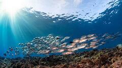 Travel : जगातील 'हे' मनमोहक महासागर..! प्रत्येकाचे स्वतःचे वेगळे स्थान आणि महत्त्व