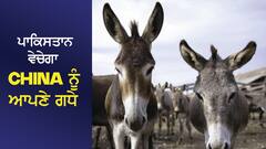 ਪਾਕਿਸਤਾਨ ਵੇਚੇਗਾ China ਨੂੰ ਆਪਣੇ ਗਧੇ, ਆਖਰ ਕਿਉਂ ਪੈ ਗਈ China ਨੂੰ ਗਧਿਆਂ ਦੀ ਲੋੜ
