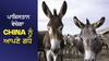 ਪਾਕਿਸਤਾਨ ਵੇਚੇਗਾ China ਨੂੰ ਆਪਣੇ ਗਧੇ, ਆਖਰ ਕਿਉਂ ਪੈ ਗਈ  China ਨੂੰ ਗਧਿਆਂ ਦੀ ਲੋੜ