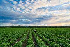 क्या है एकीकृत बागवानी विकास मिशन, कैसे करता है किसानों को बागवानी फसलों के उत्पादन के प्रति प्रोत्साहित