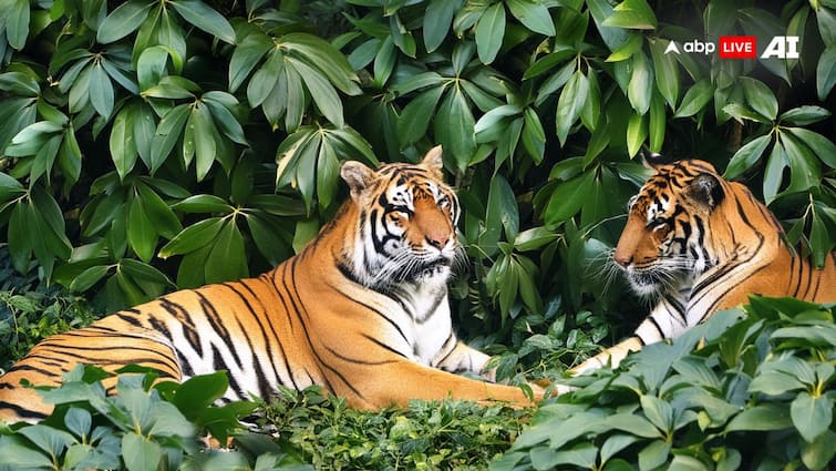 Ranipur Tiger Reserve become an eco tourism hub tourists many ...