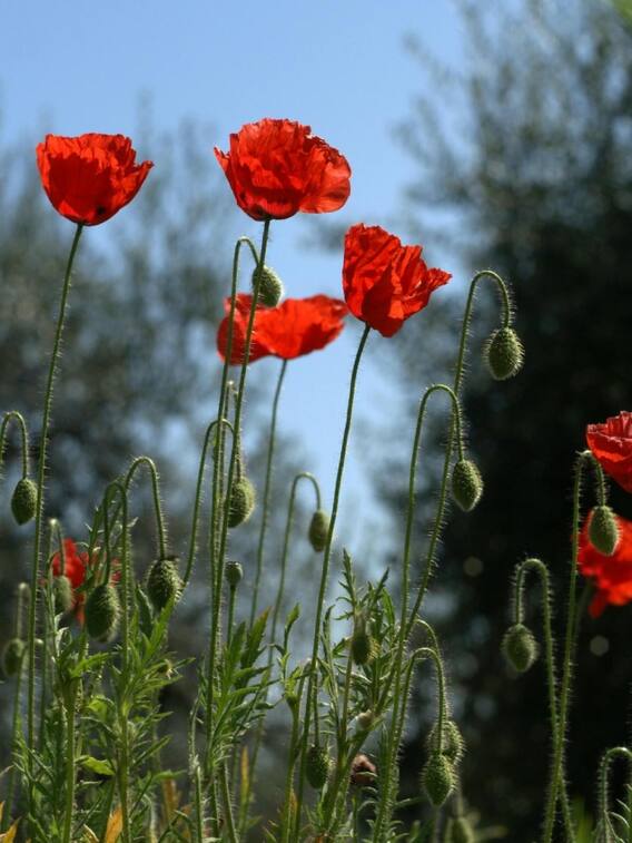 किस देश में होती है अफीम की सबसे ज्यादा खेती?