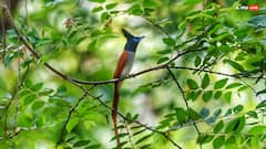 गर्मी के दिनों में ही दिखती है ये खास पक्षी, हवा में उड़ते हुए करती है शिकार