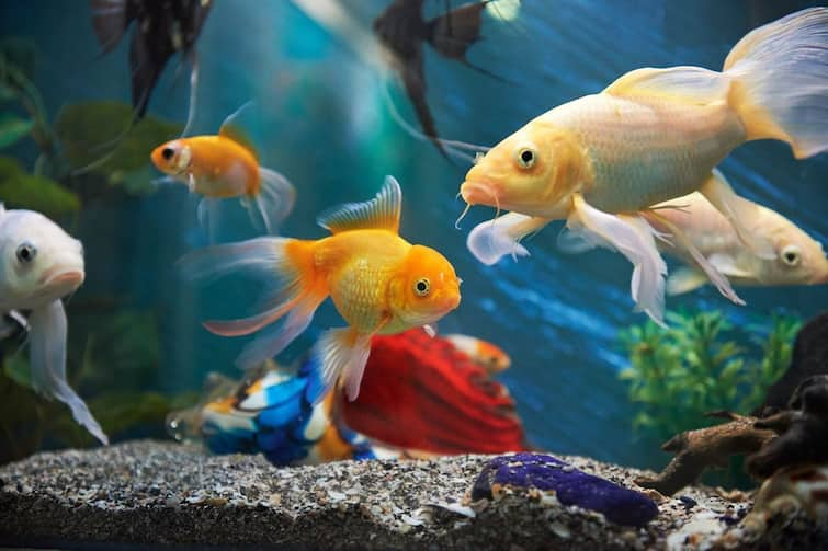 lifestyle home tips learn the simple tips you need to know on how to care for a fish aquarium in Gujarati Home Tips: જો તમારે ઘરમાં એક્વેરિયમ રાખવું હોય તો આ બાબતોનું ધ્યાન રાખો, નહીં તો...