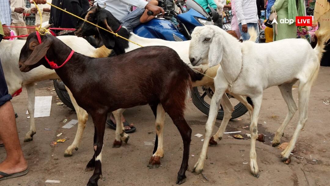 Sonbhadra Son kills mother for refusing to sell goat Police arrested Accused ann बकरी बेचने से किया मना तो कलयुगी बेटे ने मां को उतारा मौत के घाट, हथौड़े से पीट-पीटकर की हत्या