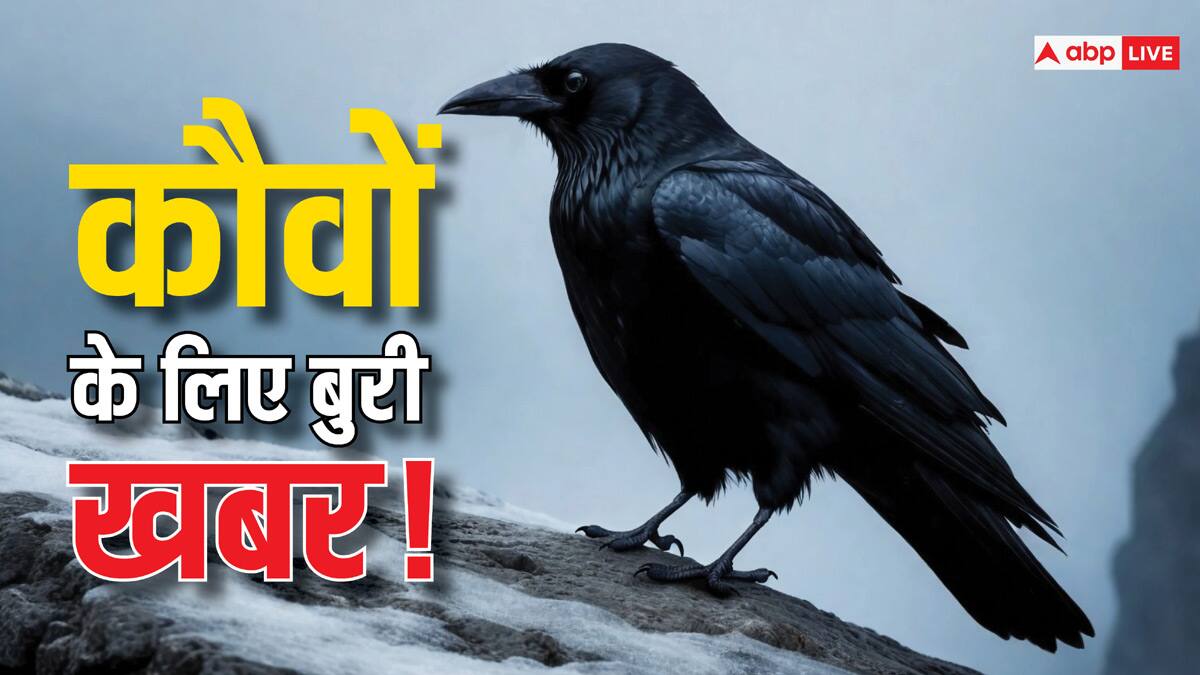 केन्या की सरकार ने 10 लाख भारतीय कौवों को मारने का क्यों बनाया है प्लान?