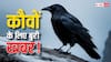 केन्या की सरकार ने 10 लाख भारतीय कौवों को मारने का क्यों बनाया है प्लान?