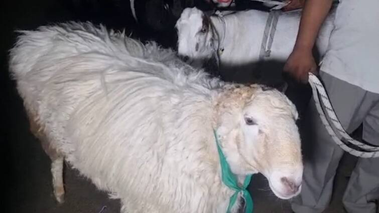 Eid Ul Adha Goat worth Rs 1 lakh 50 thousand sold in Agra goat market on the eve of Bakra Eid 2024 ann ईद-उल-अजहा से पहले सज गया बकरों का बाजार, ताजनगरी आगरा में बिका 1.5 लाख का बकरा