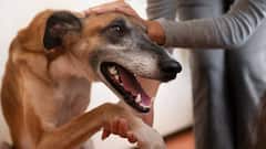 Dog Bite: कुत्ते के काटने से हर साल कितने लोगों की होती है मौत?