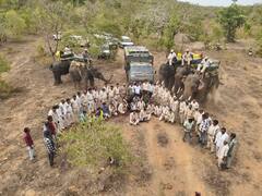 130 जवान, 5 हाथी और 10 दिन...रायसेन में रॉयल अर्बन टाइगर का रेस्क्यू, चार महीने से 36 गांवों में थी दहशत