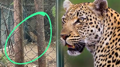 thirupaththur school old man assaulted by leopard and students rescue BREAKING: திருப்பத்தூரில் சிறுத்தை: முதியவர் காயம்? பொதுமக்கள், மாணவர்கள் நிலை என்ன?