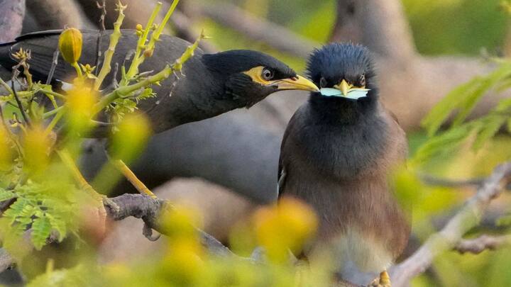 তবে তাপপ্রবাহ থেকে মুক্তি মিলছে না এখনই। পূর্বাভাসে বলা হয়েছে, শনিবার পশ্চিম মেদিনীপুর, ঝাড়গ্রাম পুরুলিয়া, বাঁকুড়া, পশ্চিম বর্ধমানে তাপপ্রবাহ চলবে। দুপুরের পর থেকে আবহাওয়ার পরিবর্তন হবে।