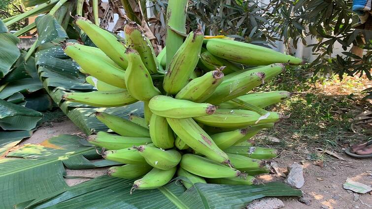 Thanjavur news Banana inflows to Tanjore market down - TNN தஞ்சை மார்க்கெட்டிற்கு வாழைக்காய் வரத்து குறைந்தது: தார் விலை கிடுகிடு உயர்வு