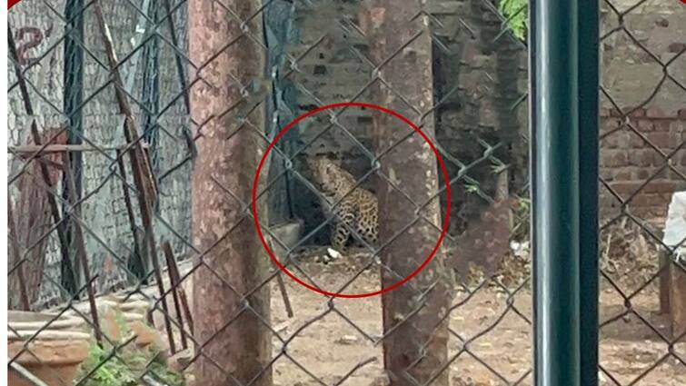 Tirupathur leopard camping near the school in from Andhra Pradesh Tirupathur Leopard: திருப்பத்தூரில் பள்ளிக்கு அருகே முகாமிட்டுள்ள சிறுத்தை! எங்கிருந்து வந்தது தெரியுமா?