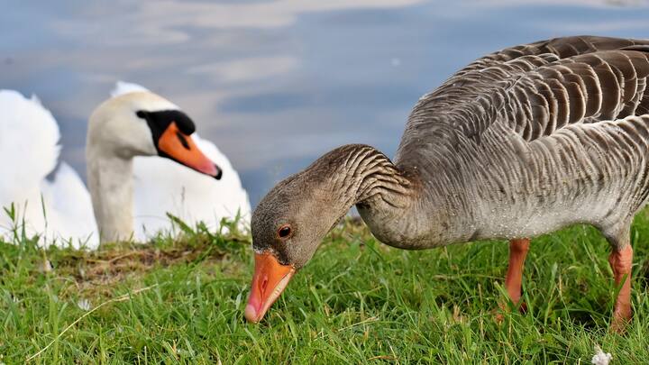হাঁসের ডিমের মধ্যে খারাপ ফ্যাটের পরিমাণ অনেকটাই কম। তাই ওজন বাড়লেও রোগের আশঙ্কা কম থাকে।(ছবি ঋণ - পিক্স্যাবে)