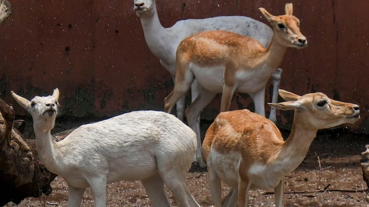 deadly fight between two chinkaras in Delhi zoo one died management shocked ann दिल्ली चिड़ियाघर में दो चिंकारा के बीच भीषण जंग, एक की मौत, सकते में जू प्रबंधन