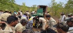 130 जवान, 5 हाथी और 10 दिन...रायसेन में रॉयल अर्बन टाइगर का रेस्क्यू, चार महीने से 36 गांवों में थी दहशत