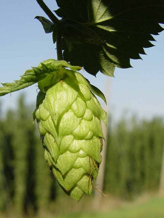 दुनिया की सबसे महंगी सब्जी कौन सी है