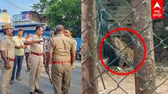 Leopard Attack in School | பள்ளிக்குள் புகுந்த சிறுத்தை பீதியில் உறைந்த குழந்தைகள் குவிந்த வீரர்கள்