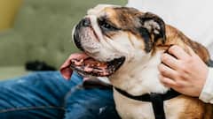 Dog Bite: कुत्ते के काटने से हर साल कितने लोगों की होती है मौत?