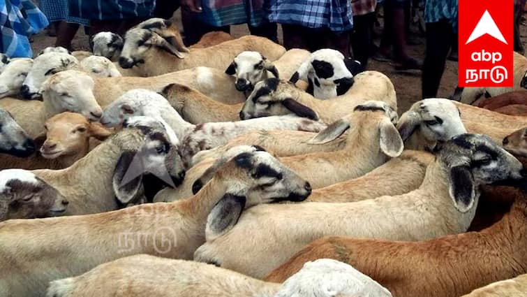Bakrid 2024 Goats sold for Rs 7 crore in Senchi on the occasion of Bakrid festival Bakrid 2024: பக்ரீத் பண்டிகையை முன்னிட்டு செஞ்சியில் ரூ.7 கோடிக்கு ஆடுகள் விற்பனை!