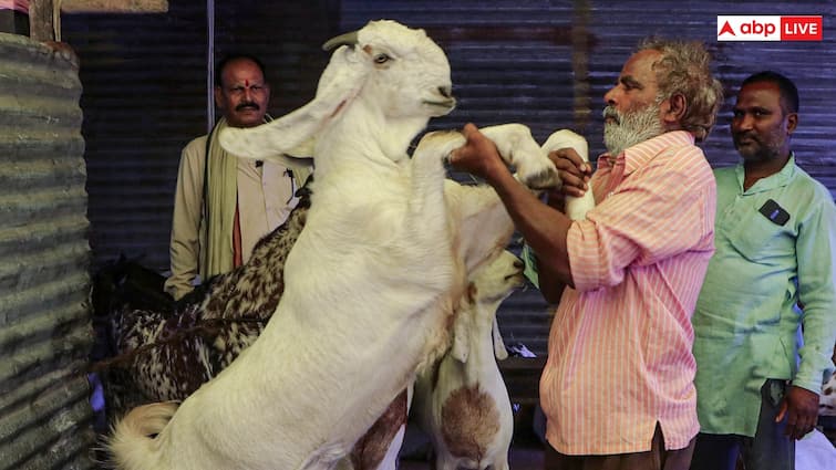Bombay High Court has given relief to BMC allowed Eid al-Adha qurbani on occasion of Bakrid 2024 Bakrid 2024: बॉम्बे HC का बड़ा फैसला, बकरीद में पशुओं की कुर्बानी पर रोक लगाने वाली याचिका पर सुनाया ये फैसला