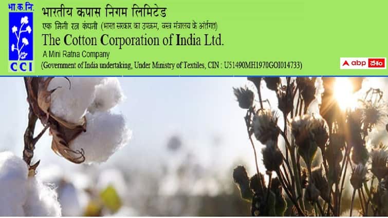 Cotton Corporation of India Ltd has released notification for the recruitment of various posts Cotton Corporation: కాటన్ కార్పొరేషన్ ఆఫ్ ఇండియాలో 214 ఉద్యోగాలు - దరఖాస్తు, ఎంపిక వివరాలు ఇలా