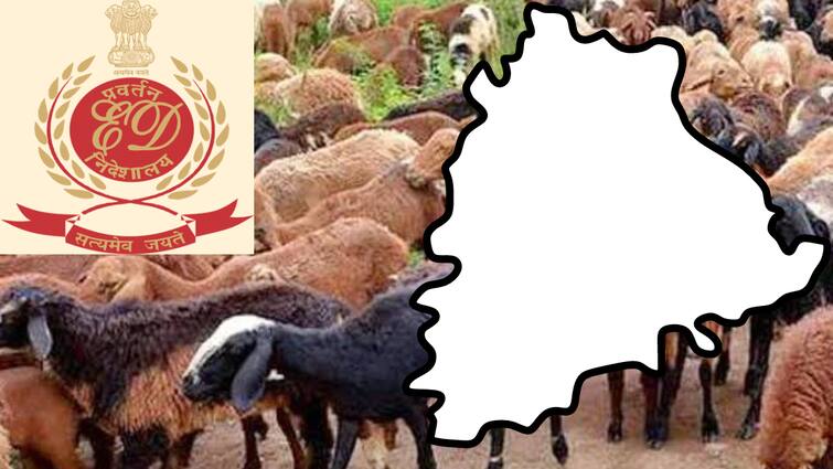 ED starts investigation in sheep distribution scam in Telangana Latest Telugu News Telangana News: గొర్రెల పంపిణీ స్కామ్‌పై ఈడీ దూకుడు- పశుసంవర్ధక శాఖ కార్యాలయానికి చేరుకున్న అధికారులు