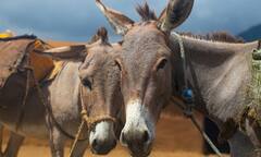 पाकिस्तान में क्यों पाए जाते हैं इतने ज्यादा गधे? ये है वजह