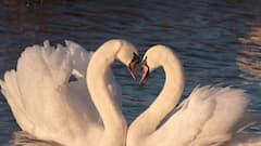 Vastu Shastra: সম্পদ থেকে স্বাস্থ্য, বাস্তুর এই নিয়মগুলি আপনার জীবন বদলে দিতে পারে..