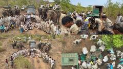 130 जवान, 5 हाथी और 10 दिन...रायसेन में रॉयल अर्बन टाइगर का रेस्क्यू, चार महीने से 36 गांवों में थी दहशत