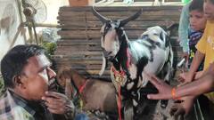 बकरीद पर कुर्बानी के लिए आया डेढ़ लाख का बकरा 'सुल्तान', देखने वालों की उमड़ी भीड़