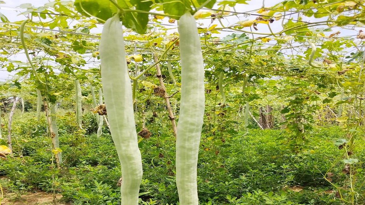 தஞ்சாவூர் அருகே சாமிப்பட்டியில் புடலங்காய் சாகுபடியில் விவசாயிகள் வெகு மும்முரம்