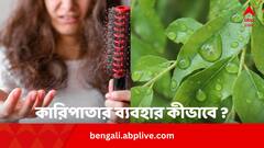 Hair Care Tips: চুল পড়া কমাতে কারিপাতা ? কীভাবে ব্যবহার করলে বেশি লাভ