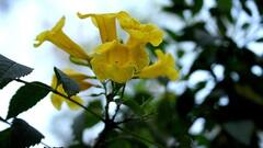 Astrology : घरात कण्हेरचं झाड लावणं शुभ की अशुभ? पिवळ्या फुलांचं आहे विशेष महत्त्व