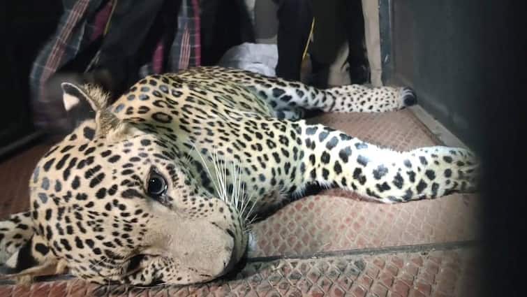 Tirupattur leopard rescue by forest officials after 12 hours Tirupathur: அடேங்கப்பா! ஒருவழியா 12 மணி நேர போராட்டத்திற்கு பின் பிடிபட்ட திருப்பத்தூர் சிறுத்தை