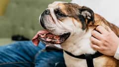 Dog Bite: કૂતરું કરડવાથી દર વર્ષે કેટલા લોકોના થાય છે મોત ?