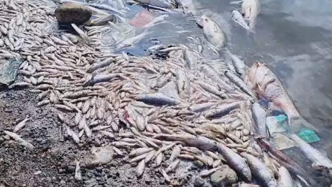Thousands of dead fish found in Manyarkheda lake in Jalgaon Maharashtra Marathi News Jalgaon News : जळगावातील मण्यारखेडा तलावात मृत माशांचा खच, दुषित पाण्यामुळे जैवविविधतेला धोका