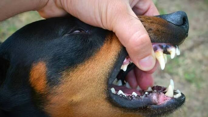 તમને આ સાંભળીને થોડું નવાઈ લાગશે, પરંતુ એ વાત સાચી છે કે હડકવાના કારણે સૌથી વધુ મૃત્યુ ભારતમાં થાય છે. દર વર્ષે સમગ્ર વિશ્વમાં એકલા રેબીઝથી 60 હજારથી વધુ લોકો મૃત્યુ પામે છે.