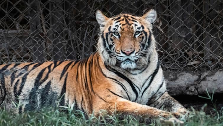 UP tourism season extended by 10 days now Tiger Reserve will open till June 25 Ann टाइगर रिजर्व में बढ़ी टूरिस्टों की संख्या, अब 25 जून तक जंगल की सैर कर सकेंगे पर्यटक