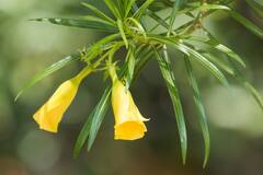 Astrology : घरात कण्हेरचं झाड लावणं शुभ की अशुभ? पिवळ्या फुलांचं आहे विशेष महत्त्व