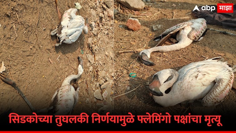 flamingo Death due to CIDCO s wrong Decision CIDCO s objection to opening water pipes Letter to police to register crime against Navi Mumbai Municipality Marathi News सिडकोच्या तुघलकी निर्णयामुळे फ्लेमिंगो पक्षांचा मृत्यू; पालिकेवर गुन्हा नोंद करण्यासाठी सिडकोकडूनच पोलिसांना पत्र