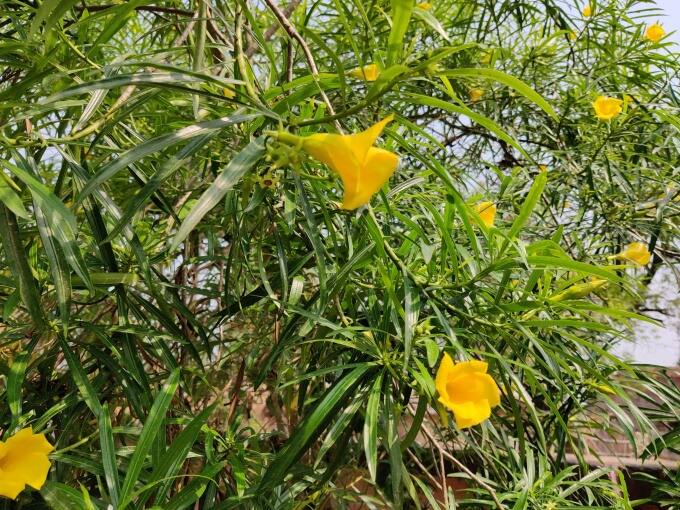 शास्त्रानुसार, कण्हेरचं झाड घरात लावणं शुभ मानलं जातं.