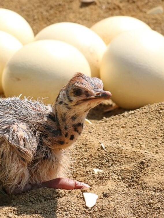 मुर्गी के कितने अंडों के बराबर होता है शतुरमुर्ग का अंडा?