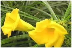 Astrology : घरात कण्हेरचं झाड लावणं शुभ की अशुभ? पिवळ्या फुलांचं आहे विशेष महत्त्व