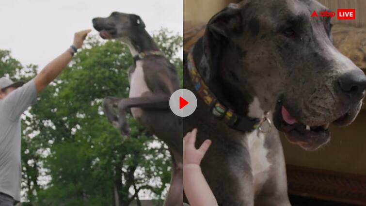 Worlds tallest dog zeus make guinness world record  video viral on social media Video: ये है दुनिया का सबसे लंबा कुत्ता, बस एक चीज से लगता है इसे डर