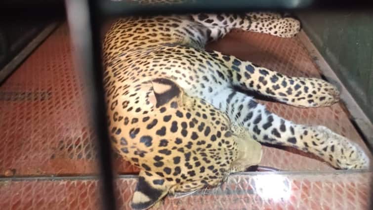 Tamil Nadu: Leopard Strays Into School, Captured & Released In Forest After Overnight Op Tirupathur Tamil Nadu: Leopard Strays Into School, Captured & Released In Forest After Overnight Op