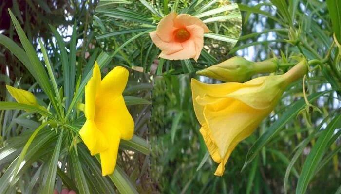 कण्हेरचं फूल दिसायला जितकं सुंदर असतं त्याहून जास्त त्याचे आरोग्यासाठी फायदे आहेत. आयुर्वेदात देखील या फुलाचं महत्त्व आहे.